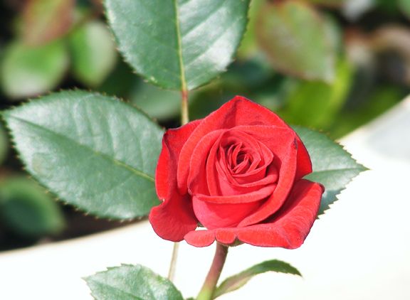 Miss Flippins photo mf2013_06090050_zps2a812495.jpg